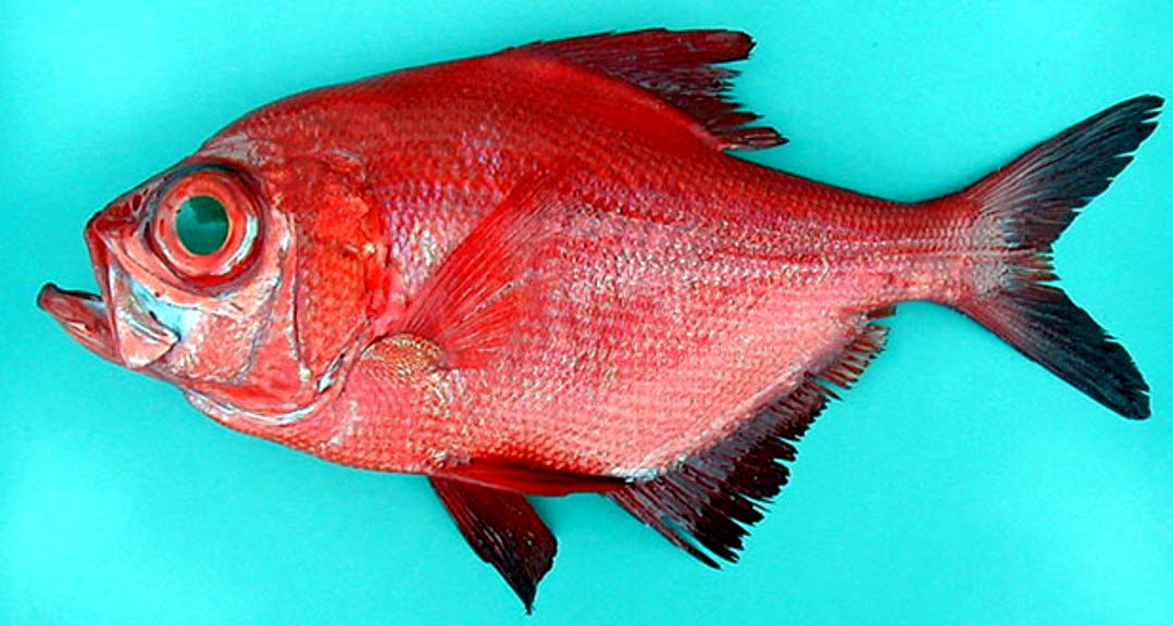 Beryx decadactylus_06